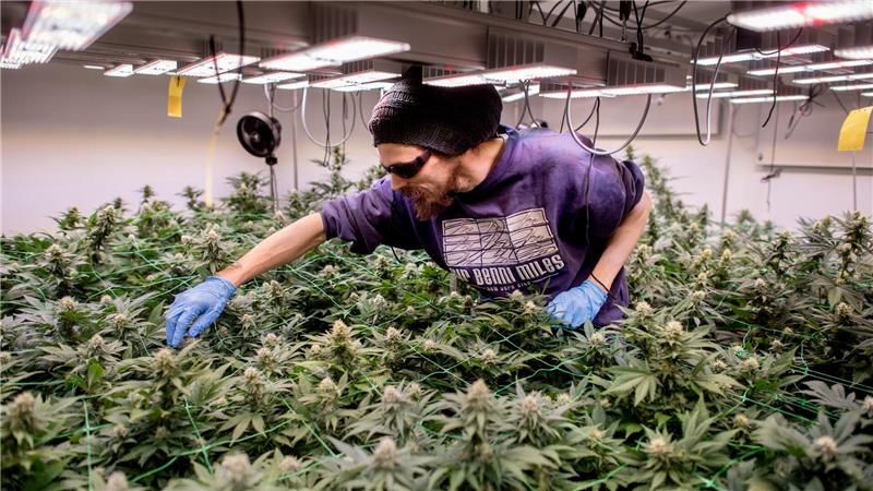 Cannabis-Anbauverein hat lange Warteliste Der Cannabis Social Club (CSC) Ganderkesee hat eine Warteliste mit 1.600 Interessenten.