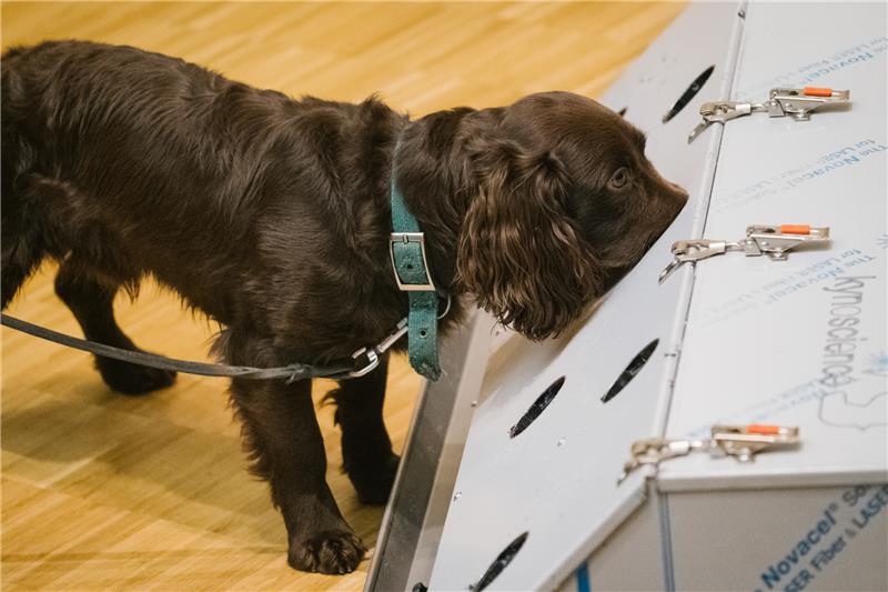 Studie beweist: Hunde können Corona erschnüffeln Der Cocker Spaniel Joe schnüffelt in der Tierärztlichen Hochschule (TiHo) an einer Trainingsmaschine für Corona-Spürhunde. Medizinische Spürhunde können an mehreren Körperflüssigkeiten eine Corona-Erkrankung erkennen. Foto: dpa