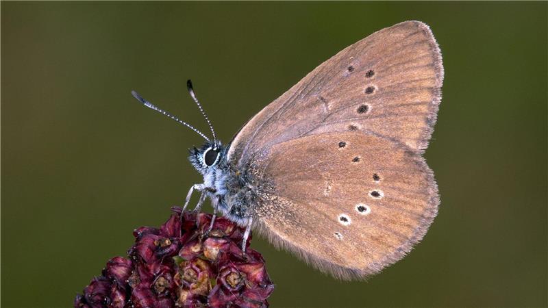 Der Dunkle Wiesenknopf-Ameisenbläuling ist der „Schmetterling des Jahres“ 2026 .