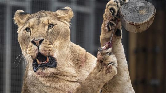Der Eindringling kletterte rund sechs Meter über eine Mauer und an einen Baum in das Gehege hinunter. (Symbolbild) 