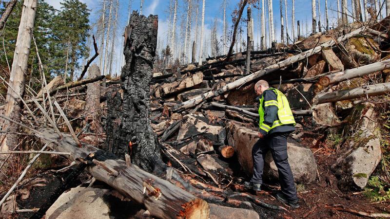 Der Einsatzleiter der Feuerwehr Wernigerode geht unterhalb der Brandfläche am Königsberg in das Einsatzgebiet und besichtigt die Fläche. Am Montag sind acht Glutnester lokalisiert worden. Die Löscharbeiten dauern noch an.
