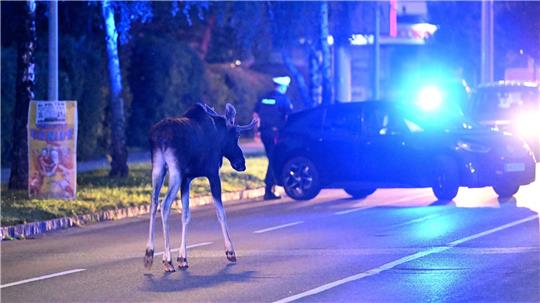 Der Elch hält Polizei und Medien auf Trab. 