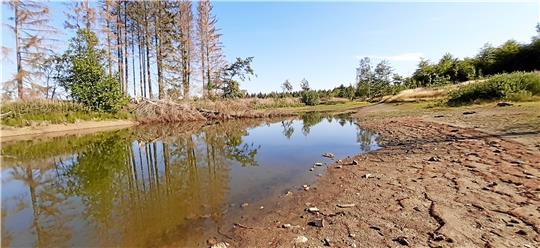 Der Entensumpf zwischen Buntenbock und Clausthal liegt unweit des Harzer Hexenstieges und trocknet zusehends aus. Wissenschaftlerin Dr. Elke Bozau, die dort regelmäßig Wasserproben nimmt, macht sich nun Sorgen um den Fischbestand im Teich. Foto: Privat