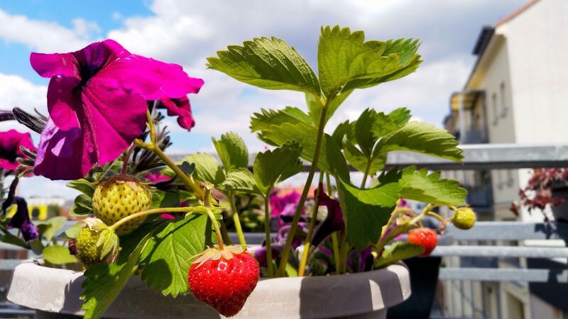 10 Dinge, die Sie für den Anbau von Erdbeeren wissen müssen Der Erdbeeranbau gelingt auch auf der Terrasse oder auf dem Balkon.