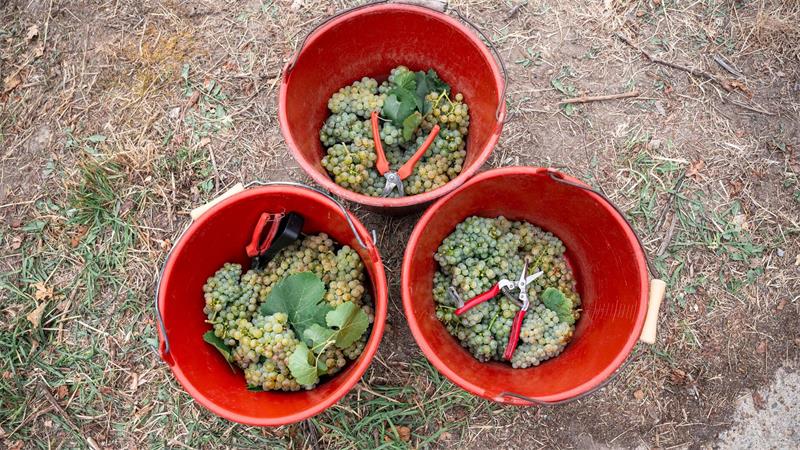 Weinernte unterm Durchschnitt - so niedrig wie 2010? Der Ertrag der Lese fällt 2026 geringer aus als im Durchschnitt. Die genaue Menge kann bisher nur geschätzt werden.