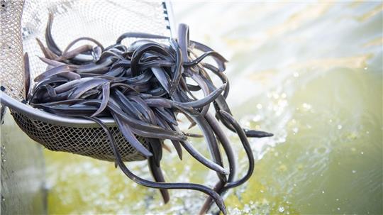 Der Europäische Aal hat die Fischproduktion in Niedersachsen 2024 dominiert. (Archivfoto) 