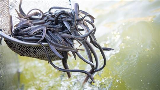 Der Europäische Aal ist „Fisch des Jahres 2025“. 