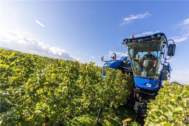 Üppige Regenfälle machen Winzern in manchen Regionen Sorge Der Fahrer eines Trauben-Vollernters manövriert seine Maschine durch die Weinreben und erntet dabei Trauben der Sorte Gutedel.