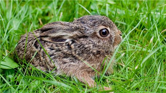 Der Feldhase breitet sich wieder in Deutschland aus – hat aber auch mit einer neuartigen Krankheit zu kämpfen. (Symbolbild)