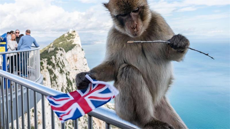Der Felsen von Gibraltar ist für seine Affen bekannt. (Archivfoto)