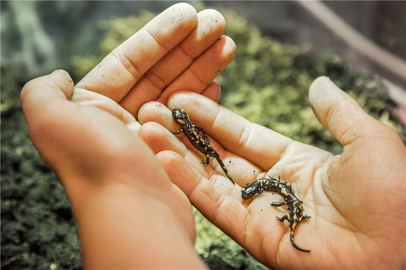 Tragischer Unfall - aber 19 Baby-Salamander gerettet Der Feuersalamander-Nachwuchs wird ausgewildert.