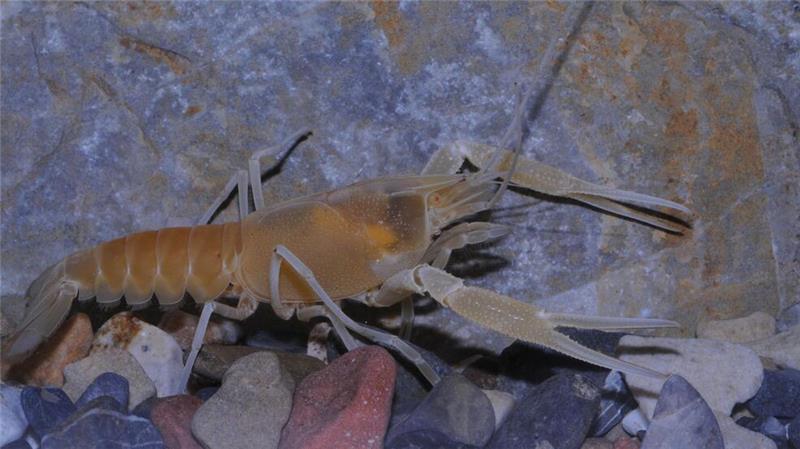 Tausende Süßwasserarten vom Aussterben bedroht Der Flusskrebs Procambarus orcinus