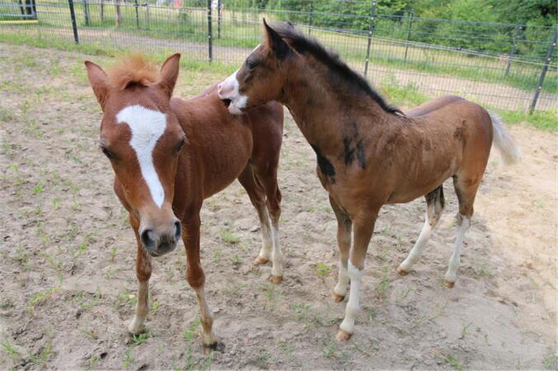 Der Fohlenjahrgang 2024 präsentiert sich bereits sehr erfolgreich.