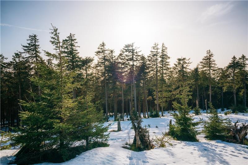 Wetterprognose für den Harz: Schnee ab Dienstagabend erwartet Der Frühling 2023 zeigte sich zu Beginn des Jahres auf dem Wurmberg. Foto: GZ-Archiv
