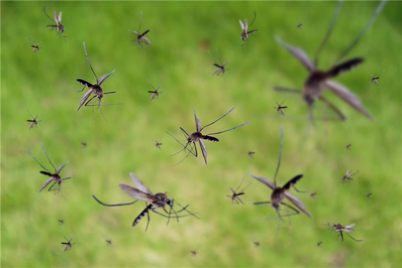 Sind Mücken in diesem Jahr aktiver? Eine Expertin gibt Antwort Der Frühling war zwar kalt, aber regnerisch – und Mücken mögen es feucht. Foto: iStock