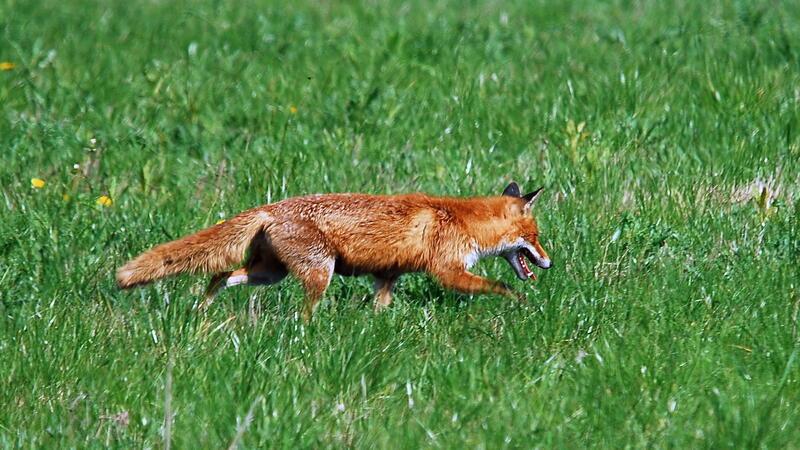 Warum Bad Harzburg von immer mehr wilden Tieren heimgesucht wird Der Fuchs gehört in die freie Wildbahn, fühlt sich mittlerweile aber auch in bewohnten Gebieten wohl.