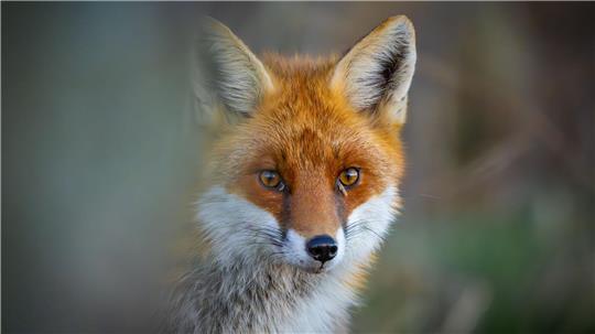 Der Fuchs war vielen Menschen aufgefallen. (Symbolbild)