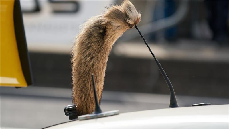 Der Fuchsschanz war für viele Fahrer des Opel Manta unverzichtbar. 