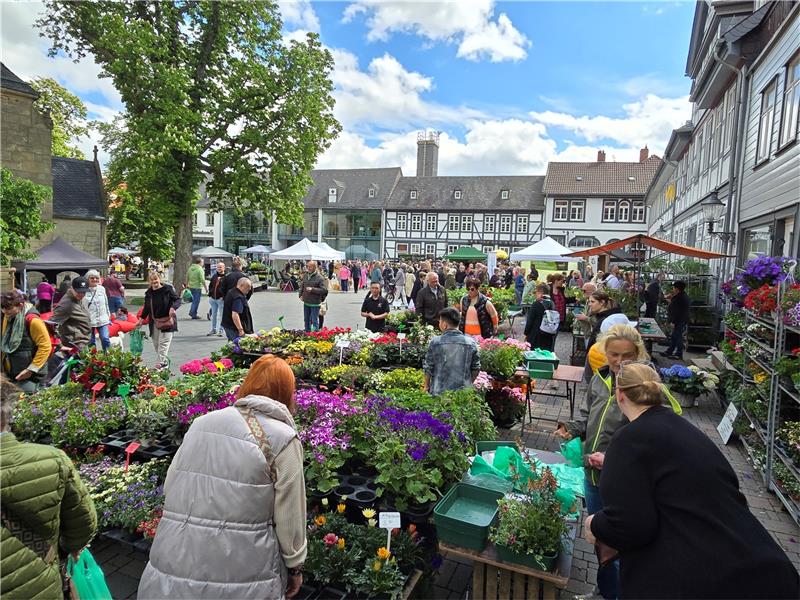 Gartenmarkt Goslar: Von der Cocktail-Minze bis zum Evergreen Der Gartenmarkt ist am Sonntag ein Publikumsmagnet, angeboten werden nicht nur viele Pflanzen. Fotos: Sowa