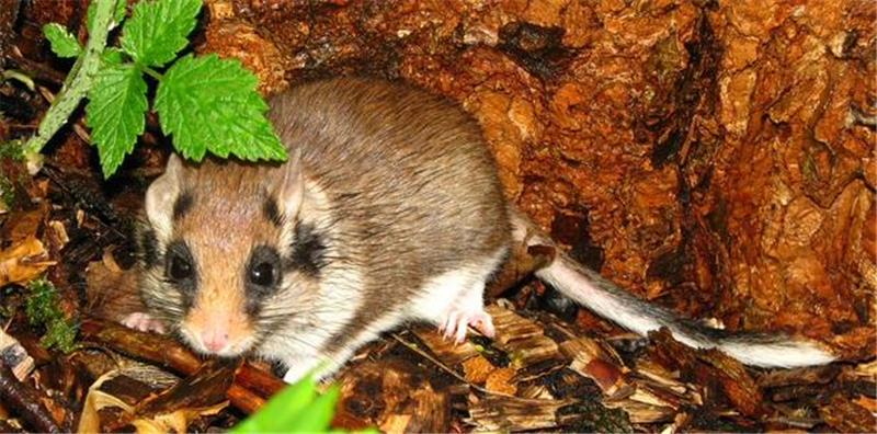 BUND Niedersachsen sucht „schlafmausfreundliche Gärten“ Der Gartenschläfer – sein Markenzeichen ist die Zorromaske – lässt sich in Niedersachsen sicher nur noch im Harz nachweisen.