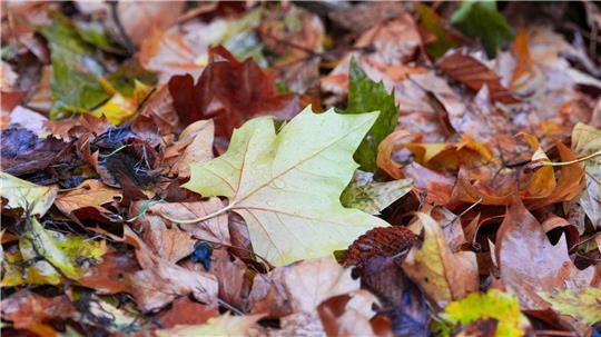 Oktober-Bilanz: Trüber und nasser Herbstmonat Der „Goldene Herbst“ kam kaum zum Vorschein - die Sonne schien deutlich zu wenig.