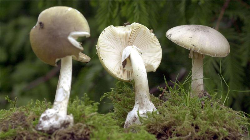 Giftpilze im Beef Wellington: Angeklagte schuldig gesprochen Der Grüne Knollenblätterpilz ist extrem giftig - und ähnelt harmlosen Champignons. (Archivbild)