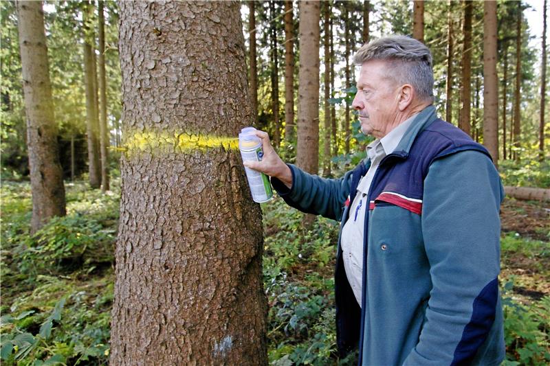 Förster Jörg Schlabitz kämpft täglich gegen Borkenkäfer Der Hahnenkleer Revierförster Jörg Schlabitz markiert einen Baum, der von Borkenkäfern befallen ist. Foto: Epping