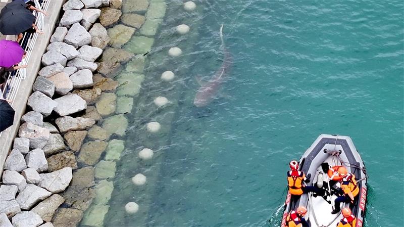 Hai verirrt sich in südkoreanischer Küstenstadt Busan Der Hai Bukang-i ist in Busan zum Touristenmagneten geworden.