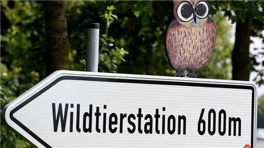 Der Hamburger Wolf soll nach Sachsenhagen gebracht worden sein. 