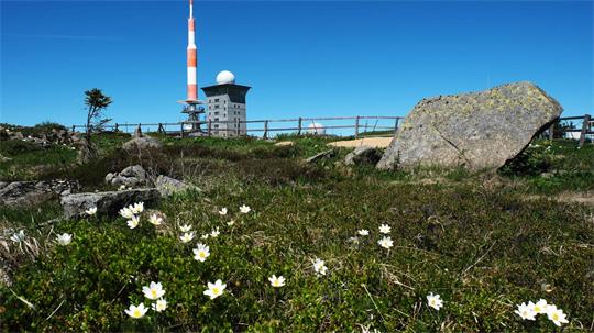 Eine grüne Wiese mit weißen Blumen im Vordergrund, ein Gebäude und Sender mit Wetterwarte sind im Hintergrund zu sehen