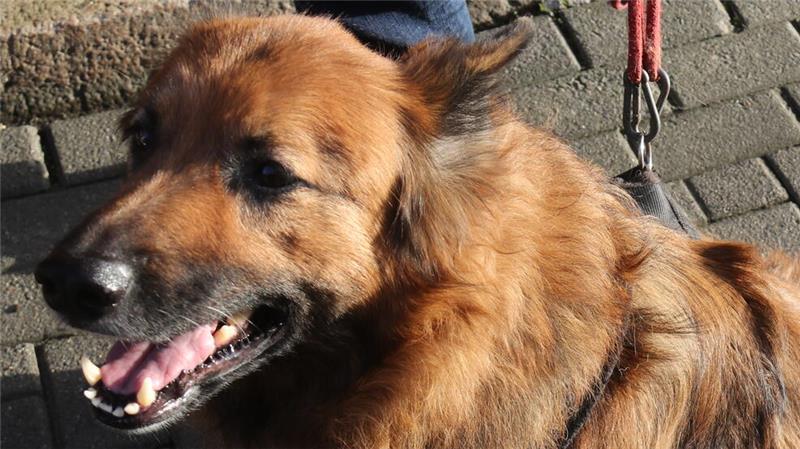 Goslarer Krebspatient findet Pflegestelle für seinen Hund Dean Der Harzer Fuchs Dean ist acht Jahre alt und ein Hund in seinen besten Jahren.