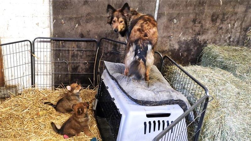 Neues Hof-Café in Wildemann bietet direkten Blick in den Kuhstall Der Harzer Fuchs Pina hat sechsfachen Nachwuchs bekommen. Die Rasse gilt noch immer als vom Aussterben bedroht.