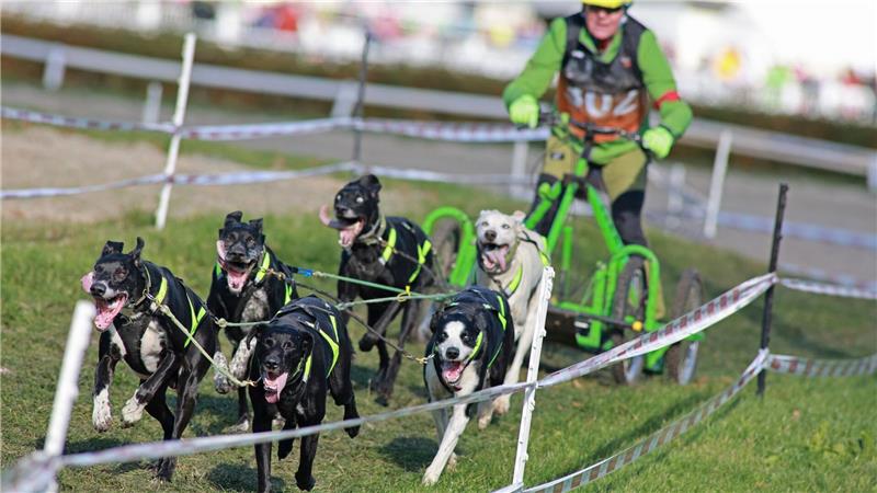 Schlittenhunderennen Harzer Luchstrail gestartet Der Harzer Luchstrail ist gleichzeitig der erste Wertungslauf für die Norddeutschen Meisterschaften.