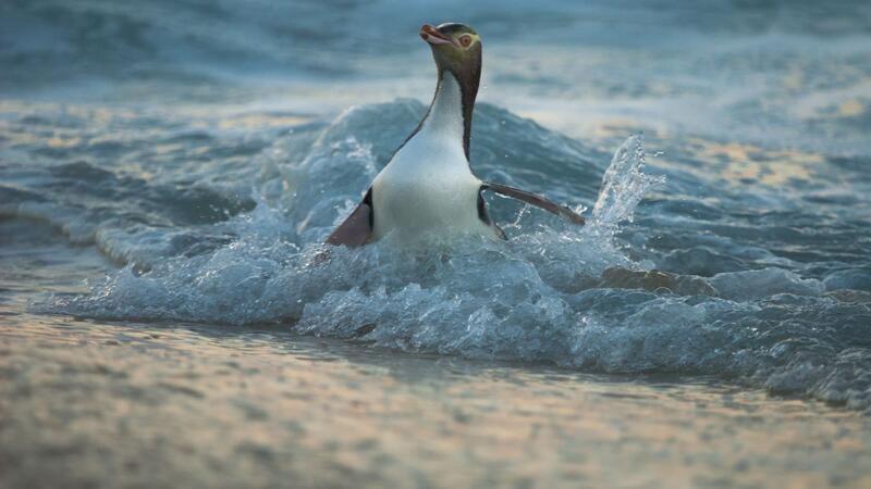 Der Hoiho ist einer der seltensten Pinguine der Welt.