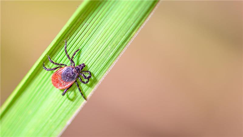 Der Holzbock kann Borrelien und FSME-Viren auf Mensch und Tier übertragen.