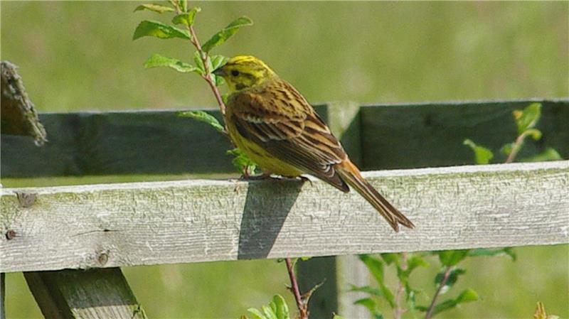 Goldammer sitzt auf dem Werla-Gelände auf einem Zaun.