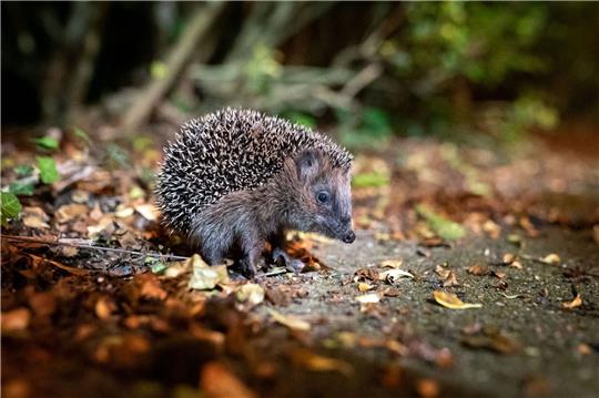 Der Igel ist zum Tier des Jahres 2024 gewählt worden.