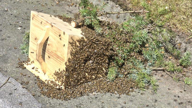 Urlauber entdecken Bienenschwarm am Clausthaler Ferienpark Der Imker setzt einen Holzkasten auf den Boden, in den sich die Bienen nach und nach zurückziehen.