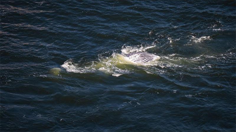 Toter Buckelwal im Greifswalder Bodden Der Kadaver des toten Wals soll nun untersucht werden.