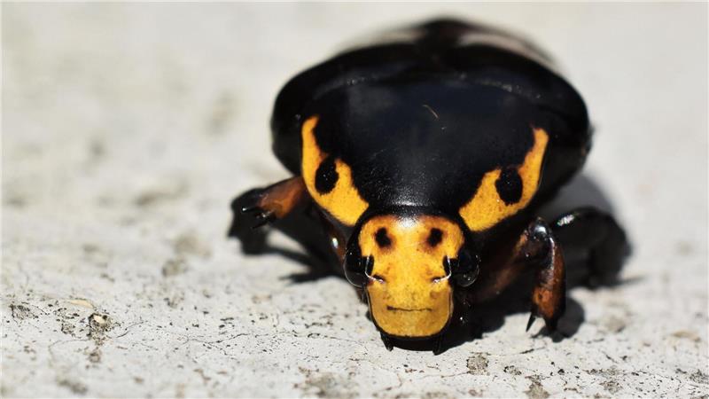 Der Käfer soll sich mit der stierähnlichen Musterung immer wieder Richtung Kameralinse gedreht haben.
