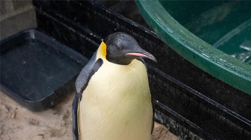 In Australien gestrandeter Kaiserpinguin wieder in Freiheit Der Kaiserpinguin wurde von einer Vogelpflegerin aufgepäppelt (Handout).