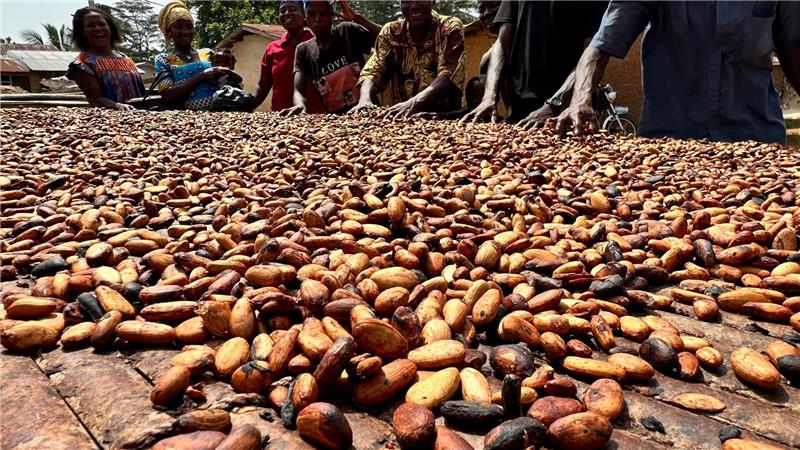 Kakaopreis sinkt - Wird Schokolade jetzt wieder billiger? Der Kakaoanbau ist Experten zufolge besonders anfällig für extreme Wetterschwankungen. (Archivbild)