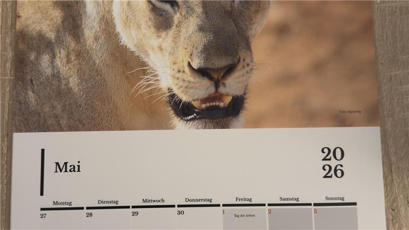 Das Bild zeigt eine Kalenderseite mit einem weiblichen Löwen.