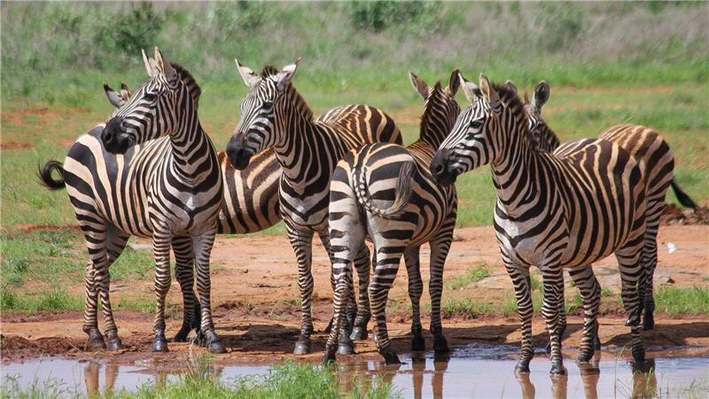 Zusehen sind Zebras an einer Wasserstelle.