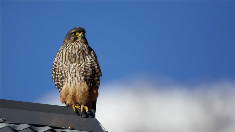 Der Karearea ist Neuseelands einziger Falke.