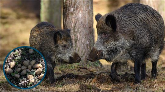 Der Kartoffelfund rund um den Kräuterpark macht fassungslos. Die Futterquellen können Wildschweine anlocken. 