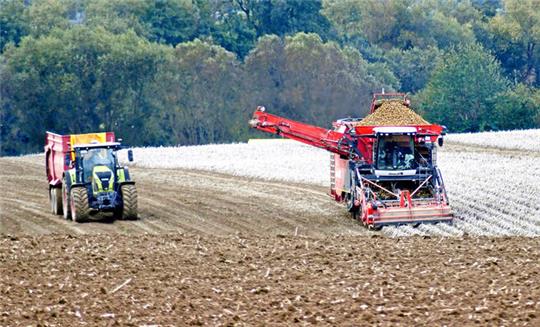 Der Kartoffelroder schiebt sich zwischen Nauen und Lutter über den Acker. Die Knollen, die er aus der Erde holt, sollen als Pflanzkartoffeln dienen.