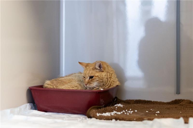 Das Elend der Straßenkatzen Der Kater „Sunshine“ liegt in einer Plastikschale auf der Katzenquarantäne-Station im Tierheim Burgdorf. Foto: Michael Matthey/dpa
