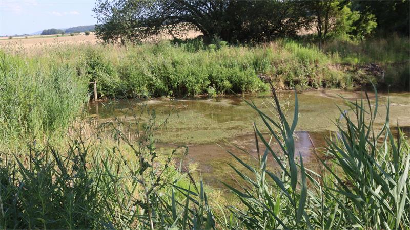 Verlandender Teich mit üppigem Uferbewuchs.