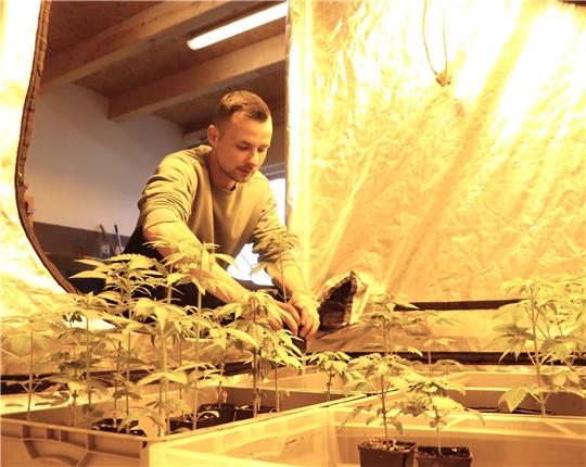 Der Klein Döhrener Landwirt Henrik Haase-Fricke mit einigen noch jungen Cannabis-Pflanzen-Zöglingen in einer seiner „Grow-Boxen“ auf Henrys Hanffarm. Der Genuss von Cannabis ist seit April des Jahres legal. Foto: Neddermeier
